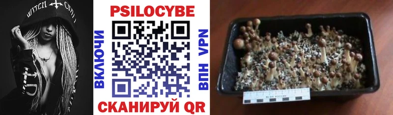 Галлюциногенные грибы Psilocybe  kraken   Торопец 